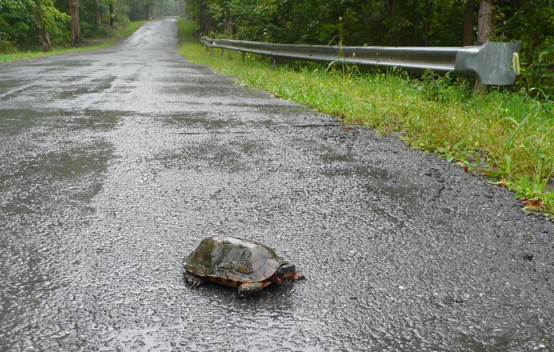 成年木龟湿道路护栏和草地上右侧。由l .兴奋的