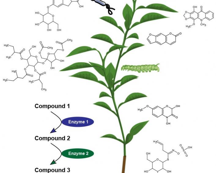 植物代谢的挖掘