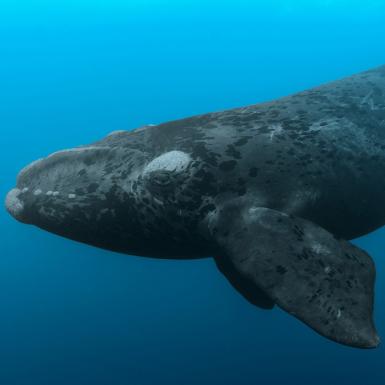 A North Atlantic right whale swimming in the ocean