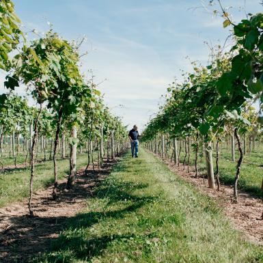 Man walks through a research vineyard.