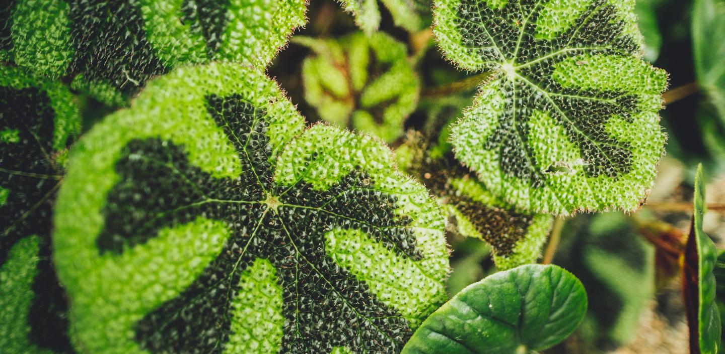 关闭植物叶子