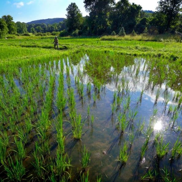 A man working in a rice field on a sunny day. 