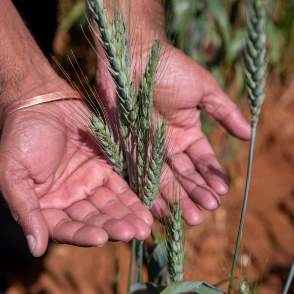 A person stretches their hands out, pressing a stalk of wheat between them