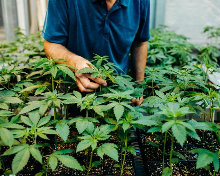 处理大麻植物的人。