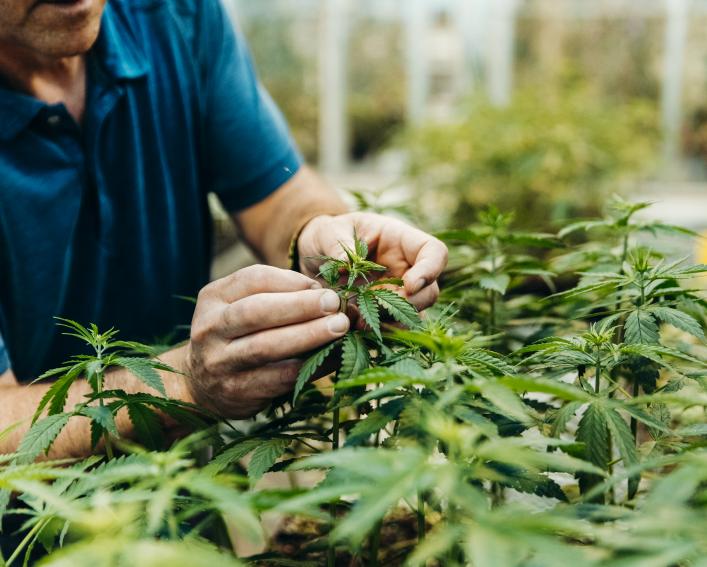 手与大麻植物在温室工作