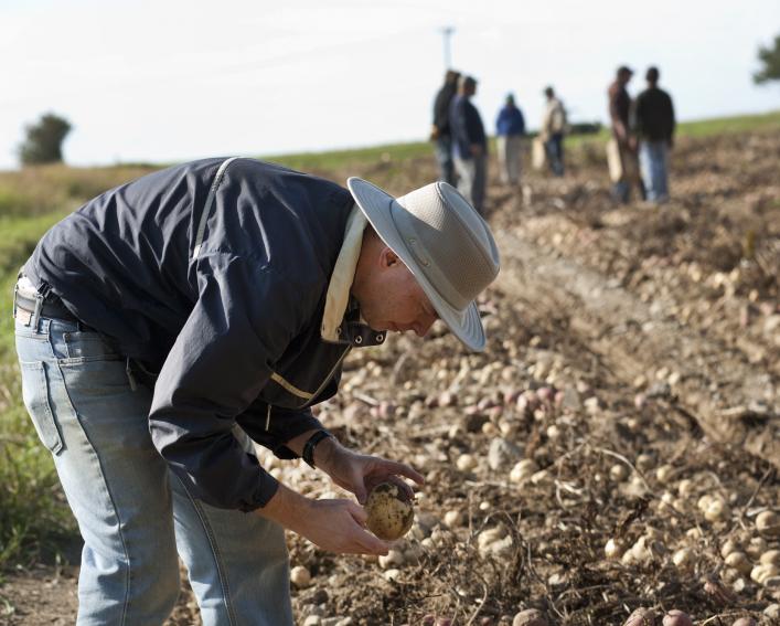 man in hat examines potatoes in the field