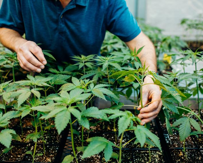 在温室中与大麻幼苗一起使用